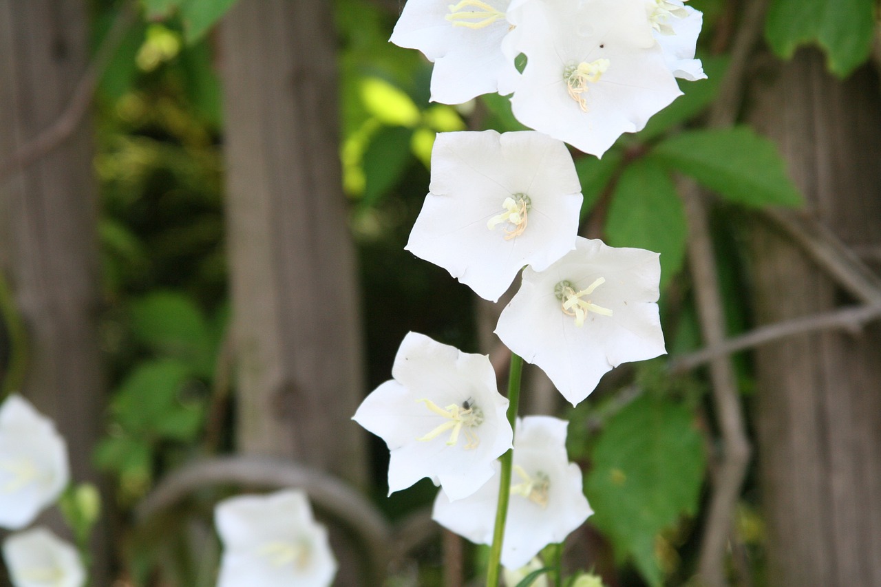 flowers summer nature free photo