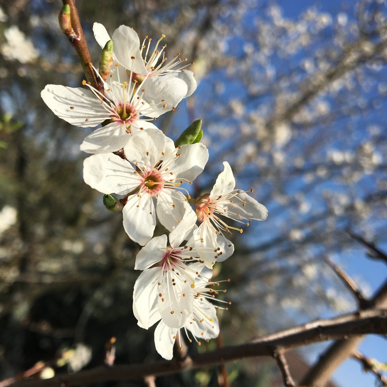 flowers cherry spring free photo