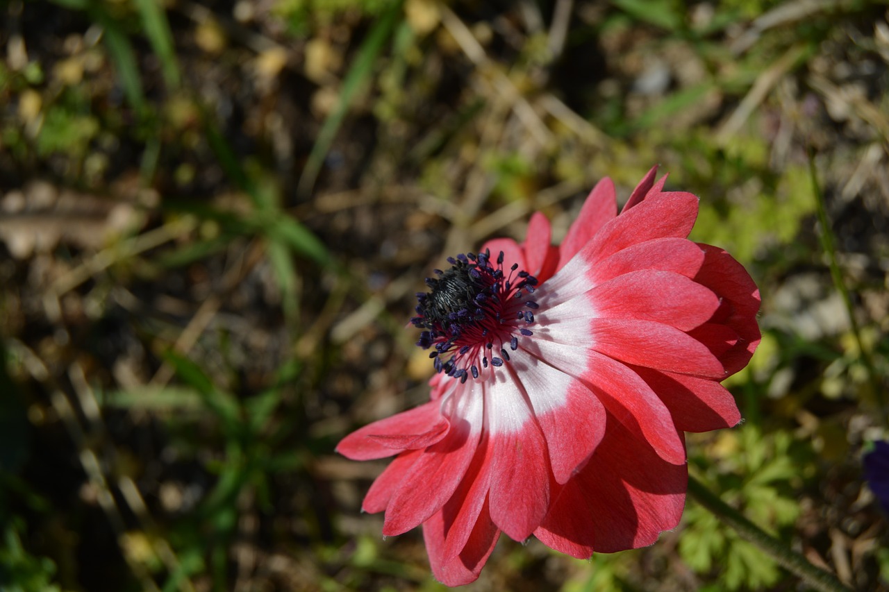 anemone flowers red free photo