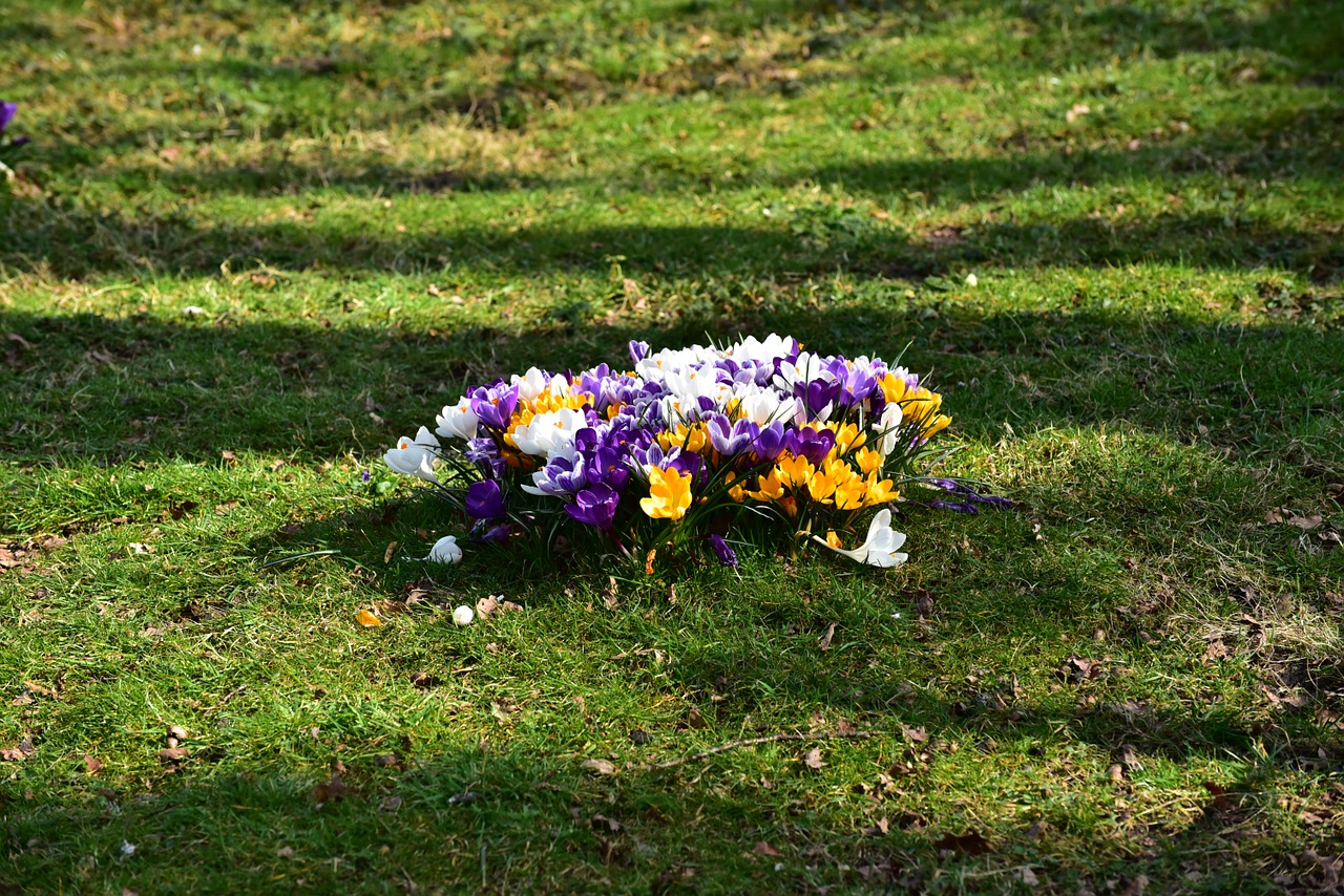 flowers crocus flower petals free photo