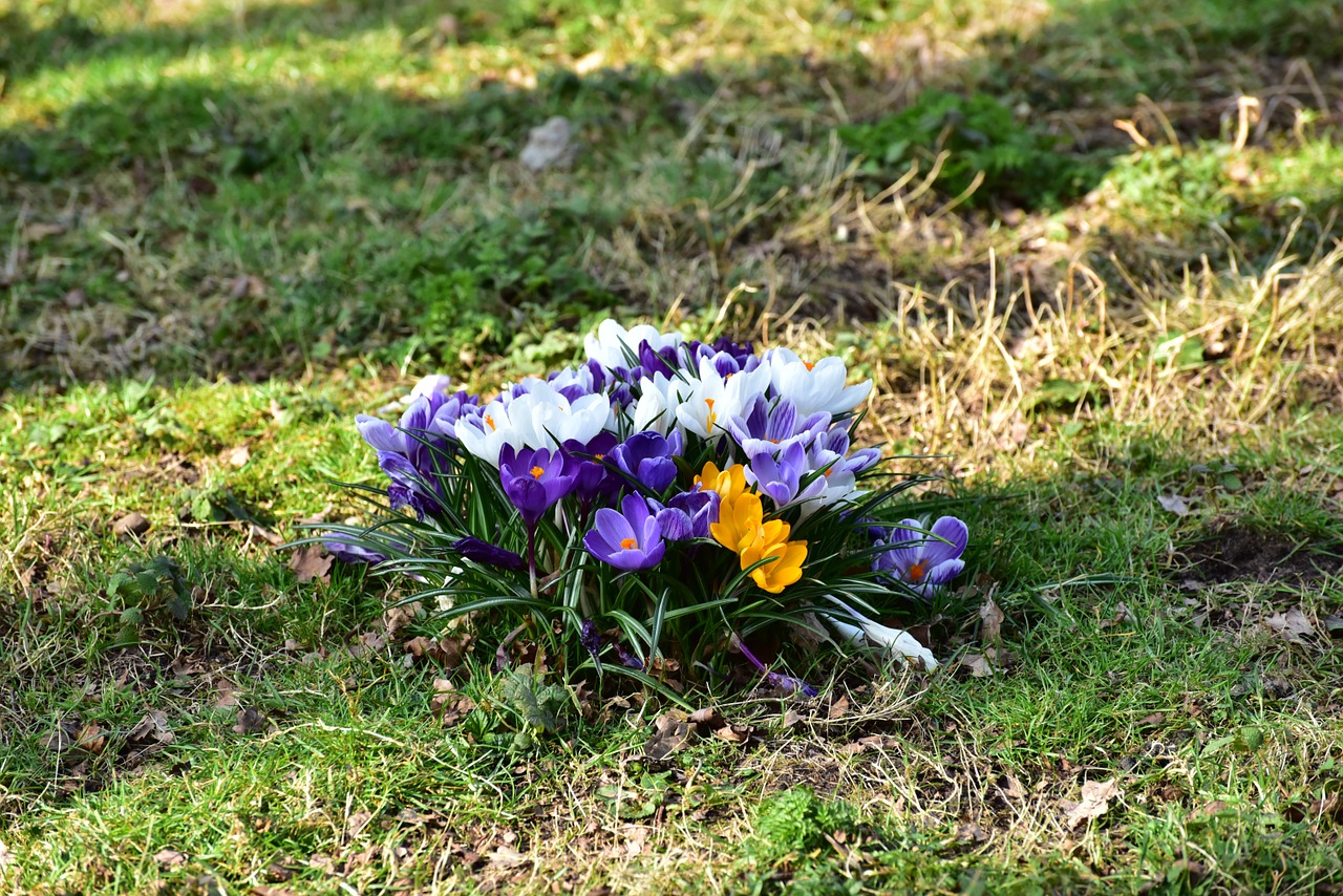 flowers crocus flower petals free photo