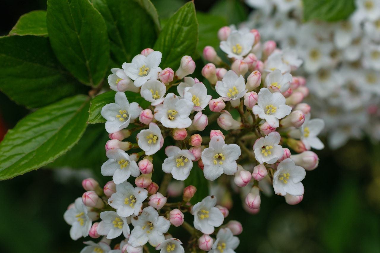 flowers bud spring free photo