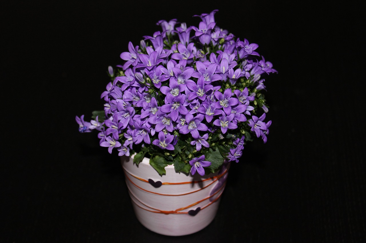 flowers violet plant free photo