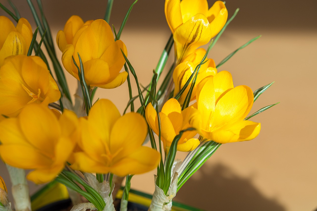 flowers crocus yellow free photo