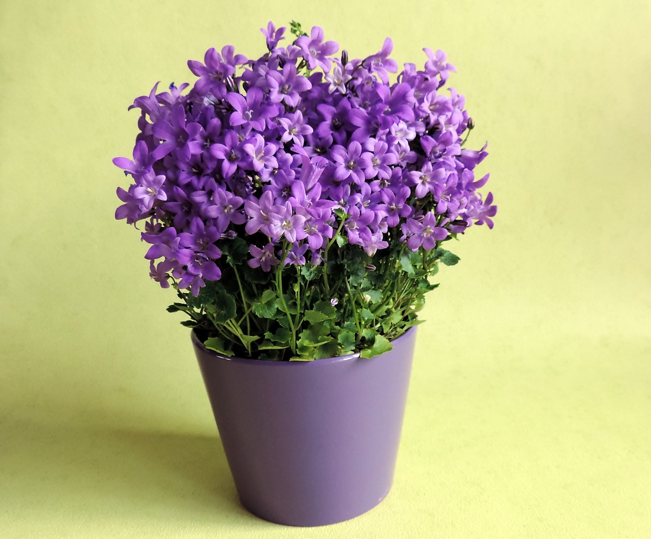 flowers flower pot potted free photo