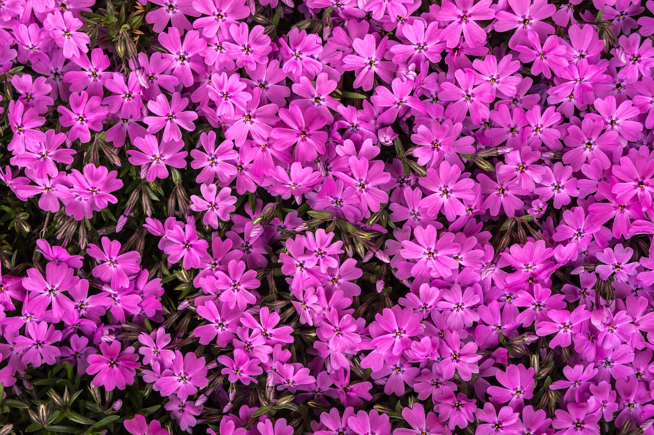 flowers flower grass pink free photo