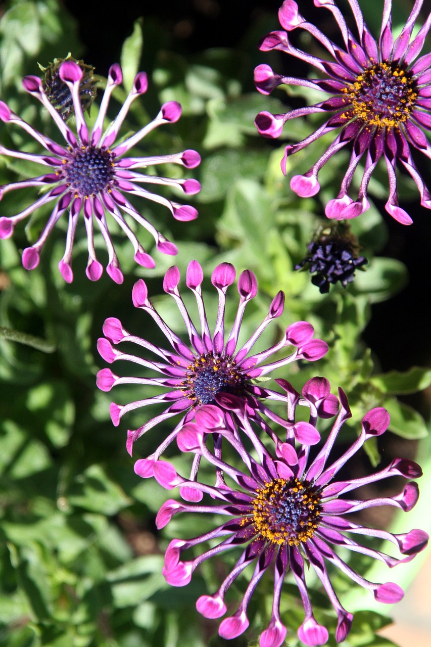 flowers pink rod free photo