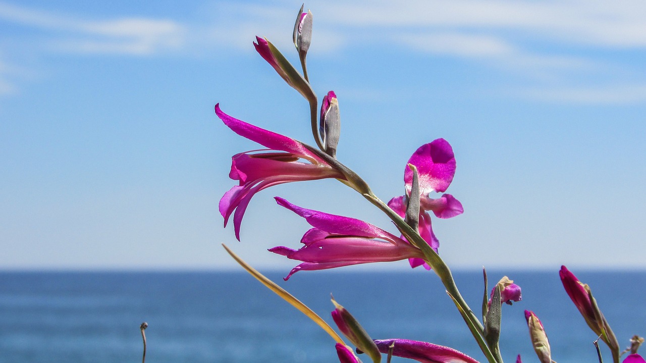 flowers purple nature free photo