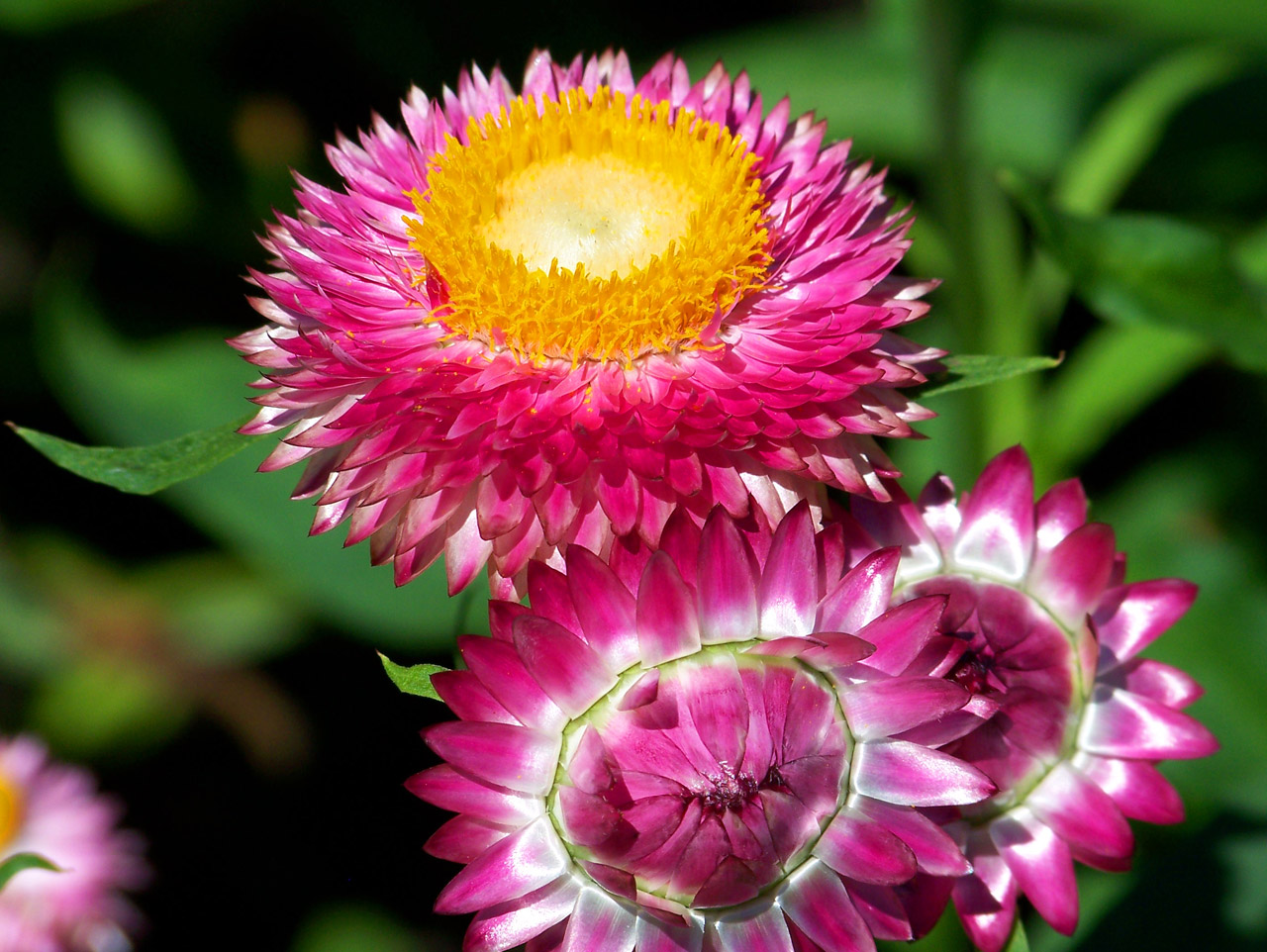 flower bloom summer free photo