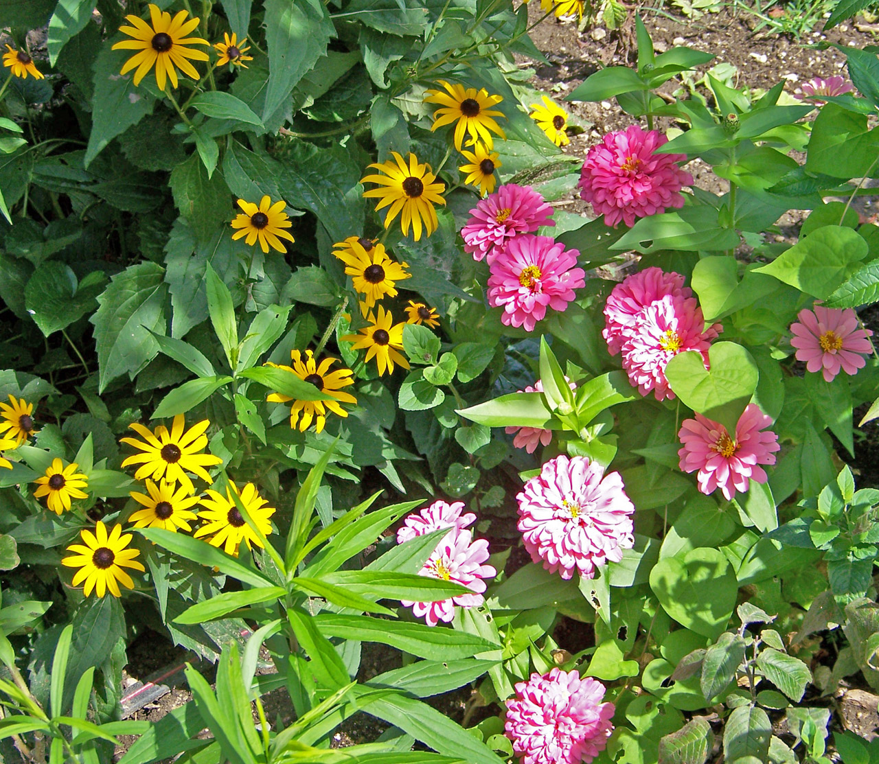 flowers flower bed free photo