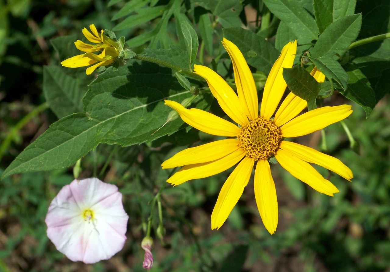 flowers blooms yellow free photo