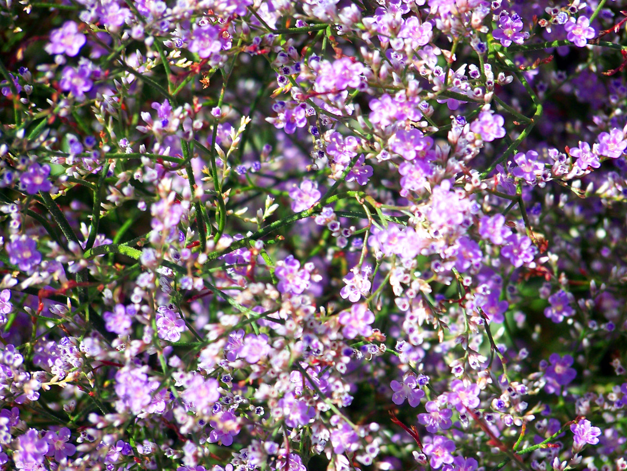 flowers purple flowers free photo