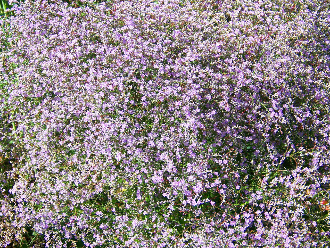 flowers purple flowers free photo