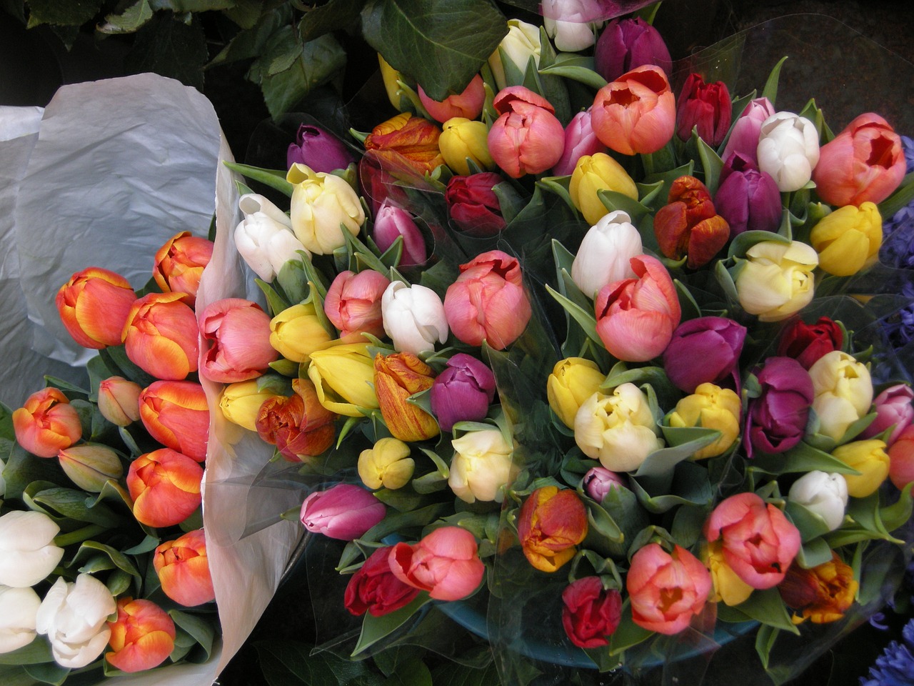 flowers tulips spring free photo