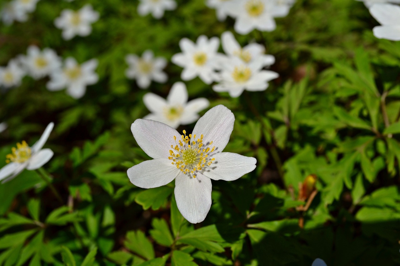 flowers white flowers nature free photo