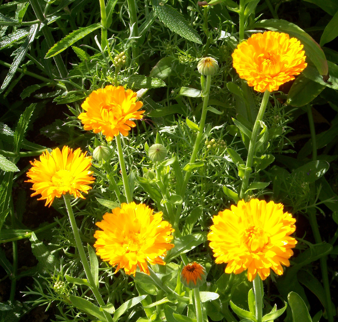 flowers yellow flowers free photo