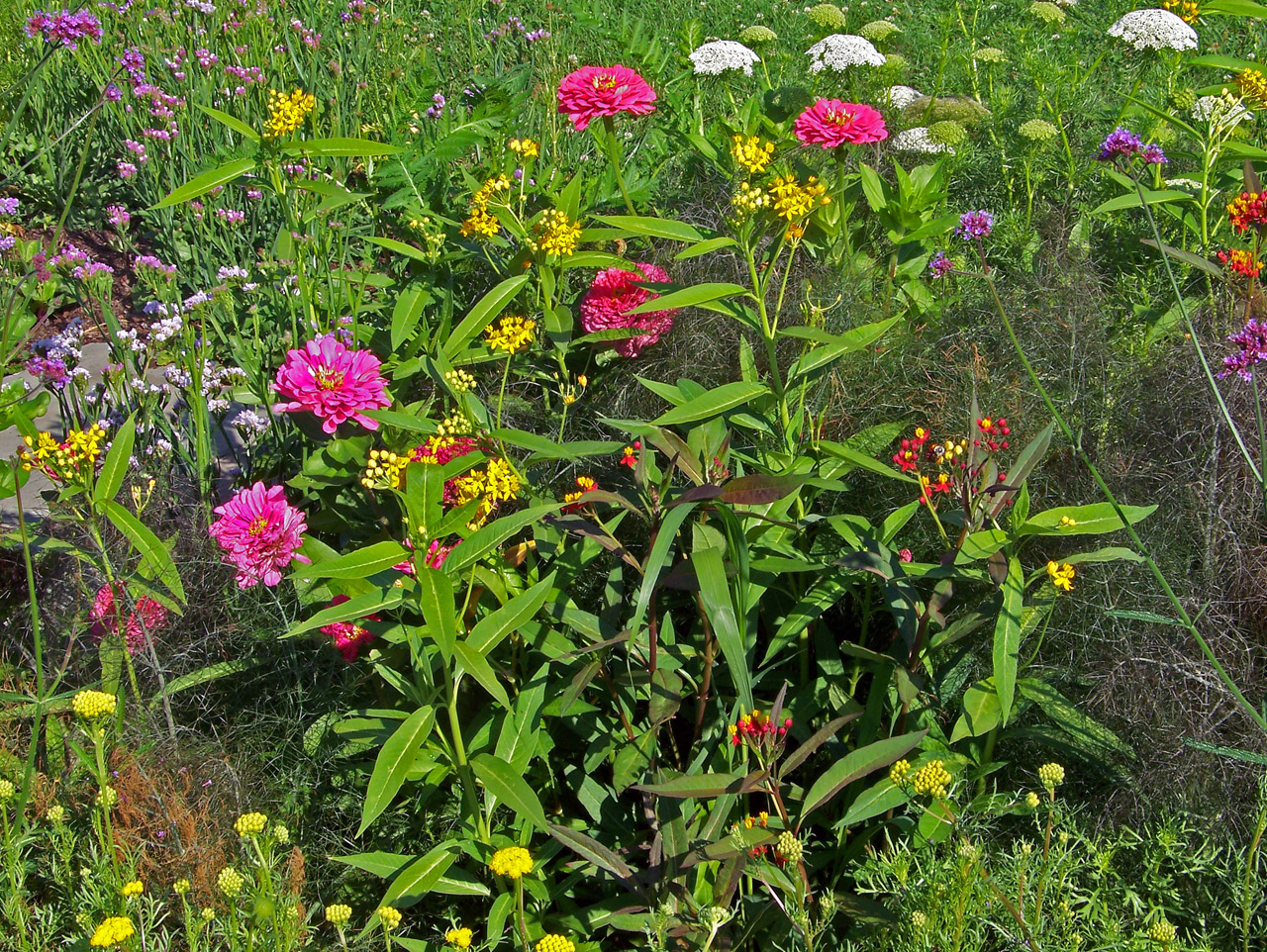 flowers blooms flowers free photo