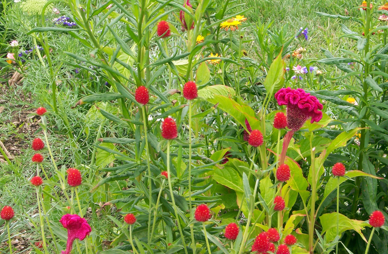 flowers red flowers free photo