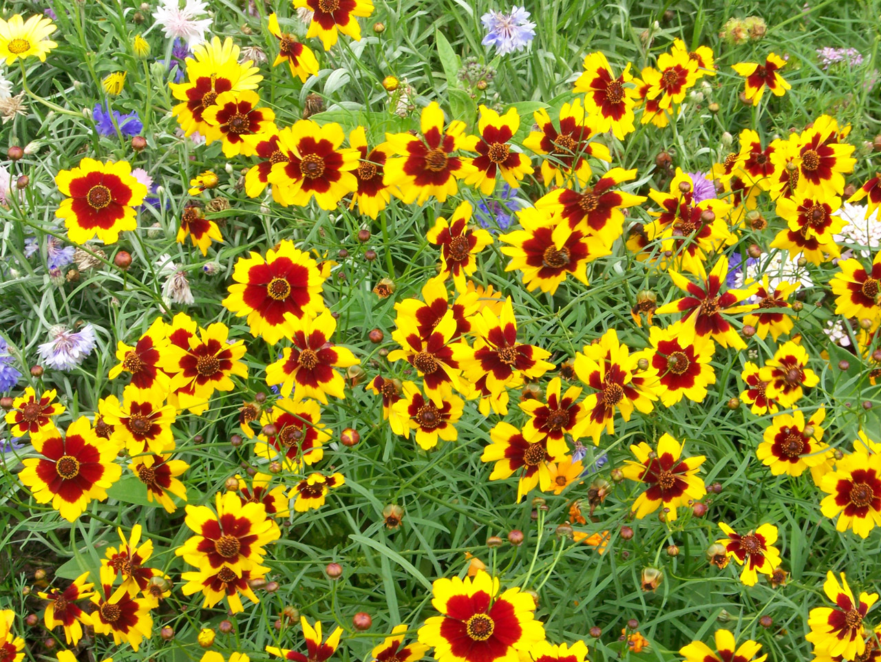 flowers red yellow free photo