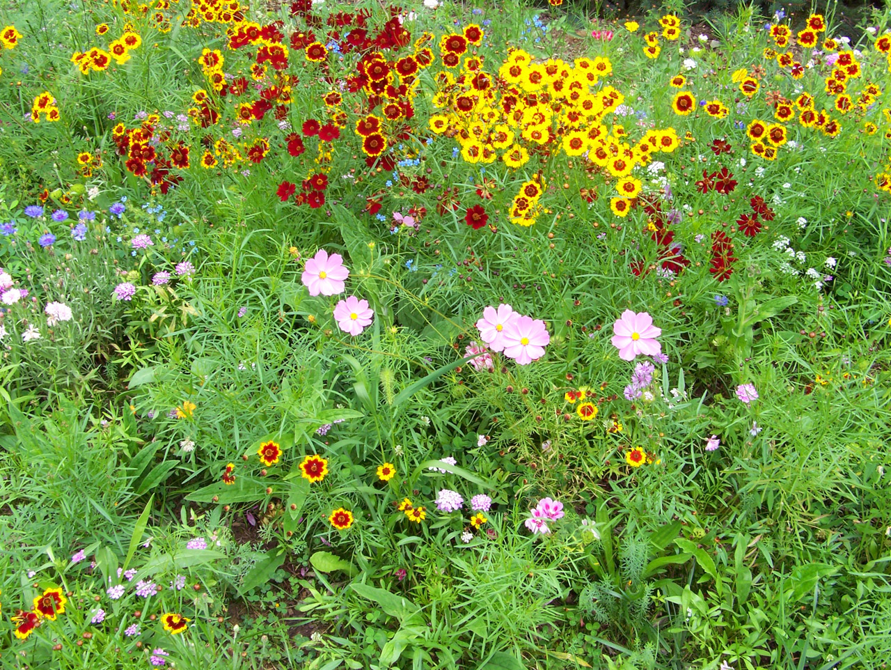 flowers colors flowers free photo