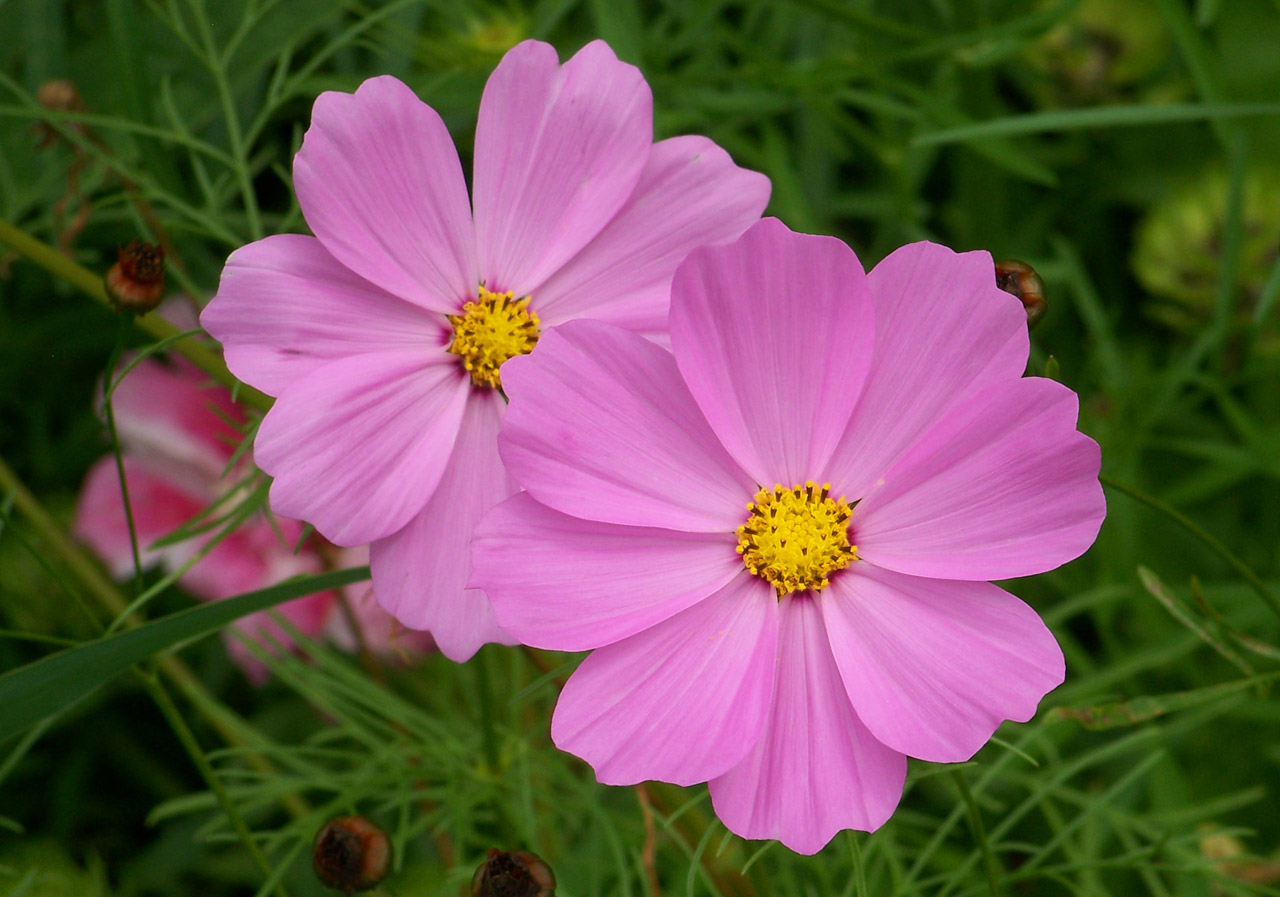 flowers pink flowers free photo