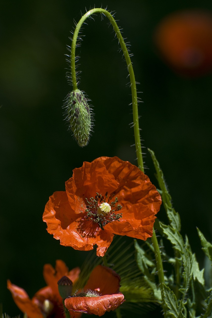 flowers nature plants free photo