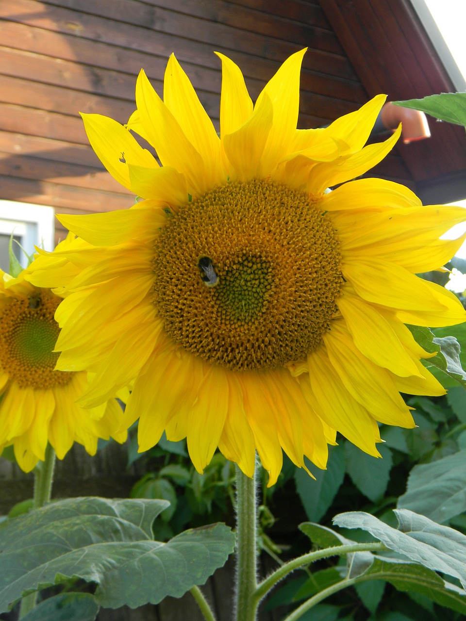 flowers sunflower yellow free photo