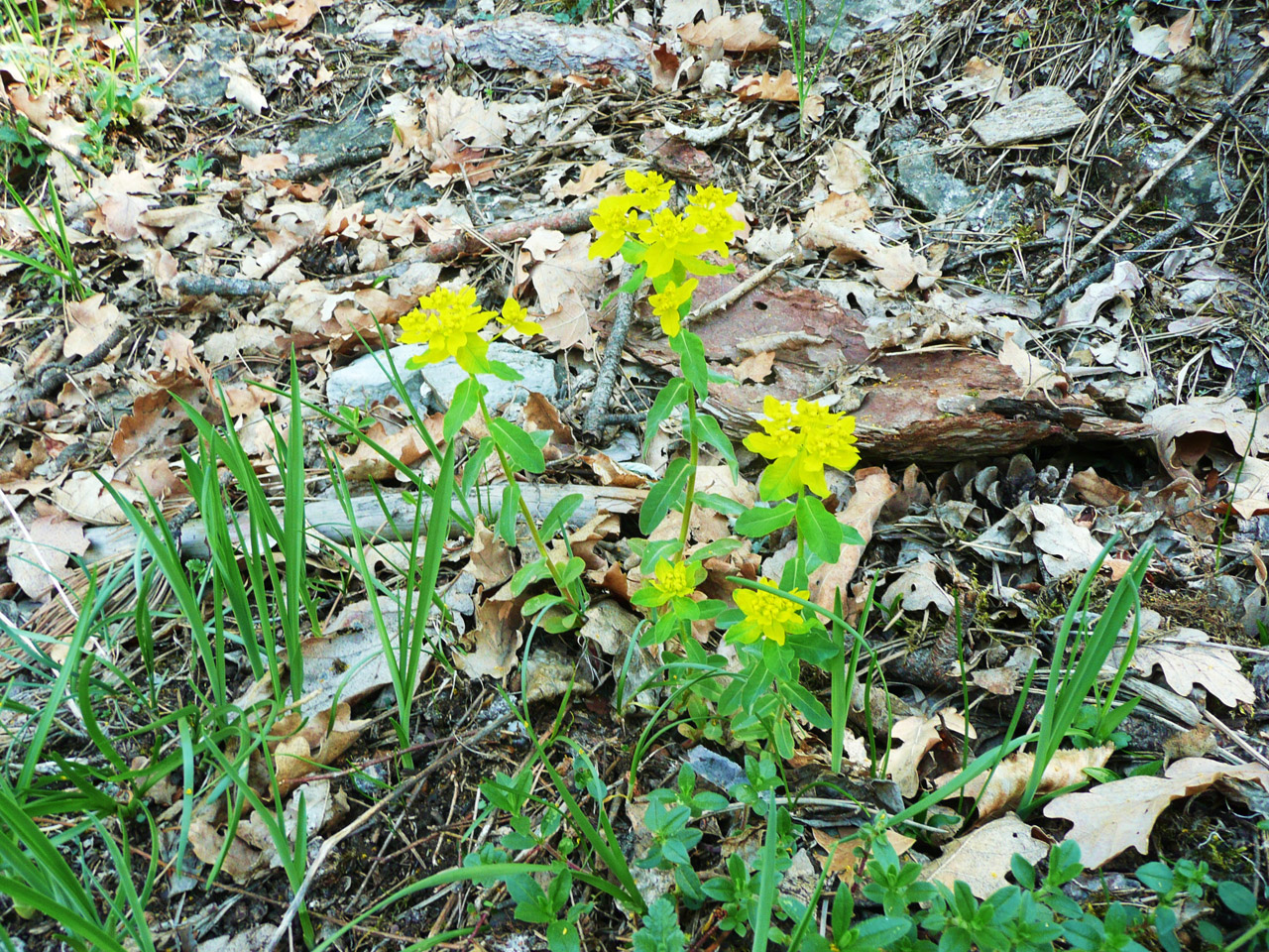 flowers woods wild free photo