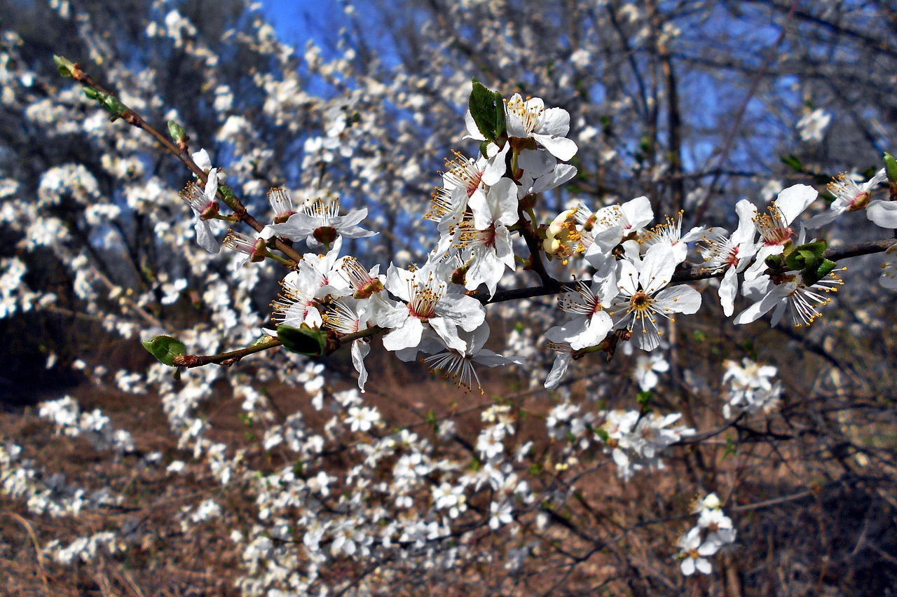 flowers spring tree free photo