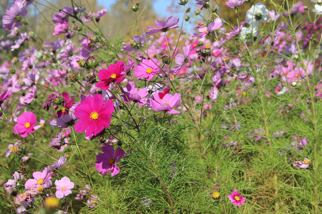 flowers cosmos pink nature free photo