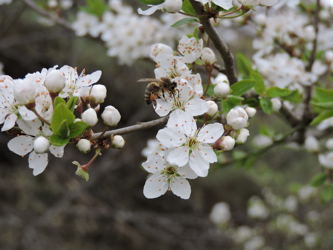 flowers tree spring free photo