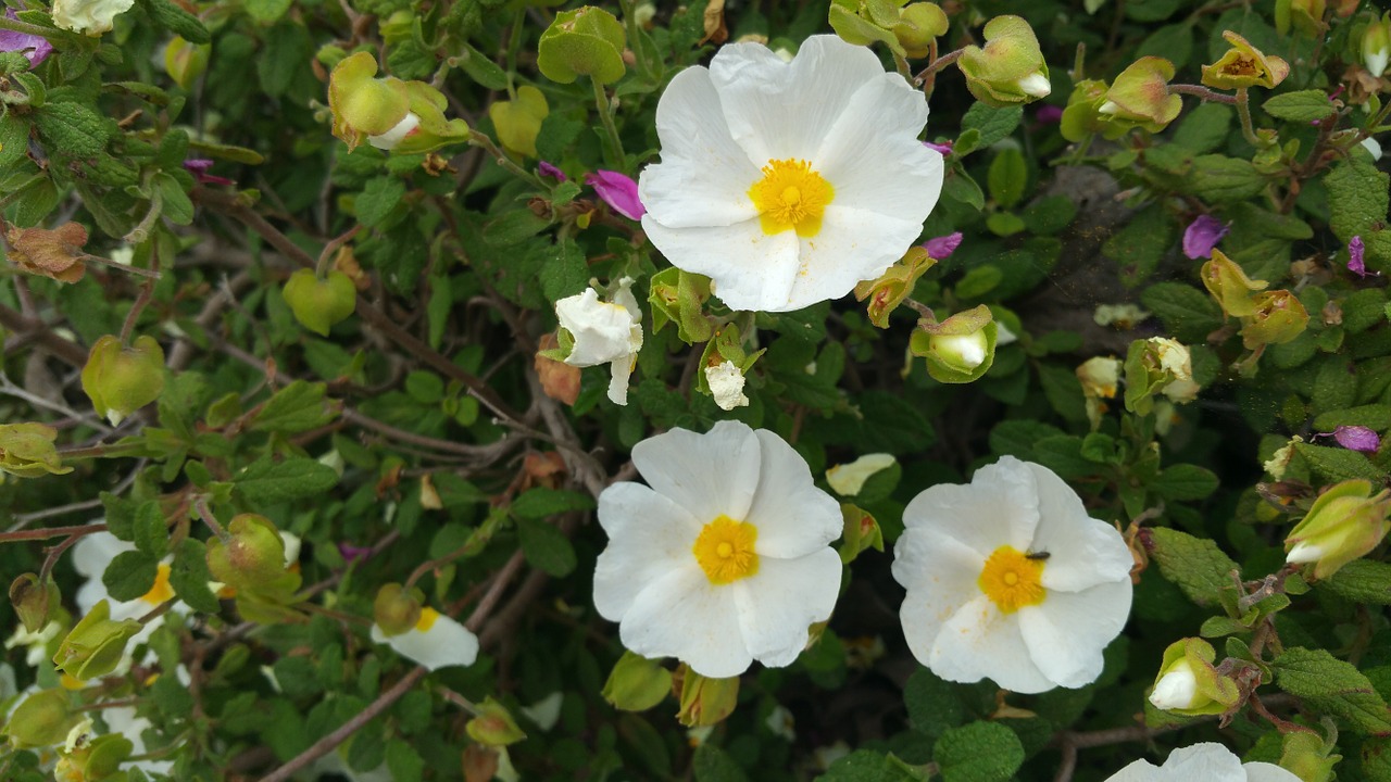 flowers green garden free photo