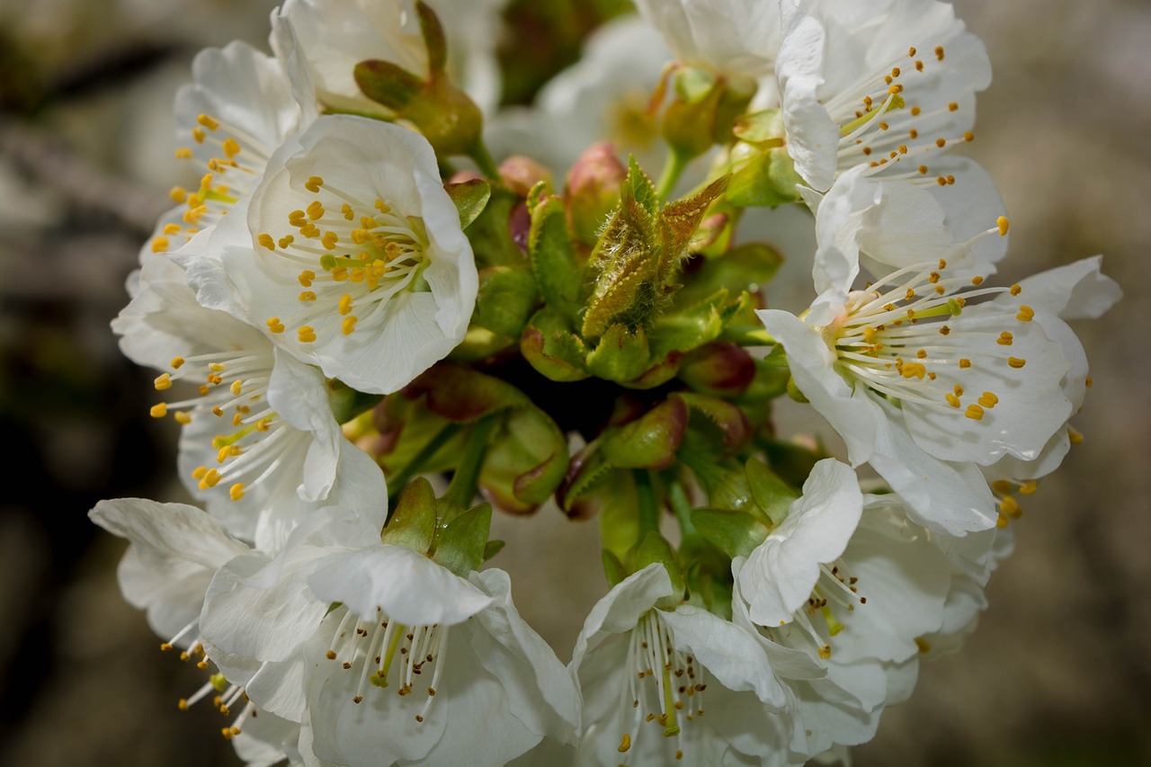 flowers cherry nature free photo