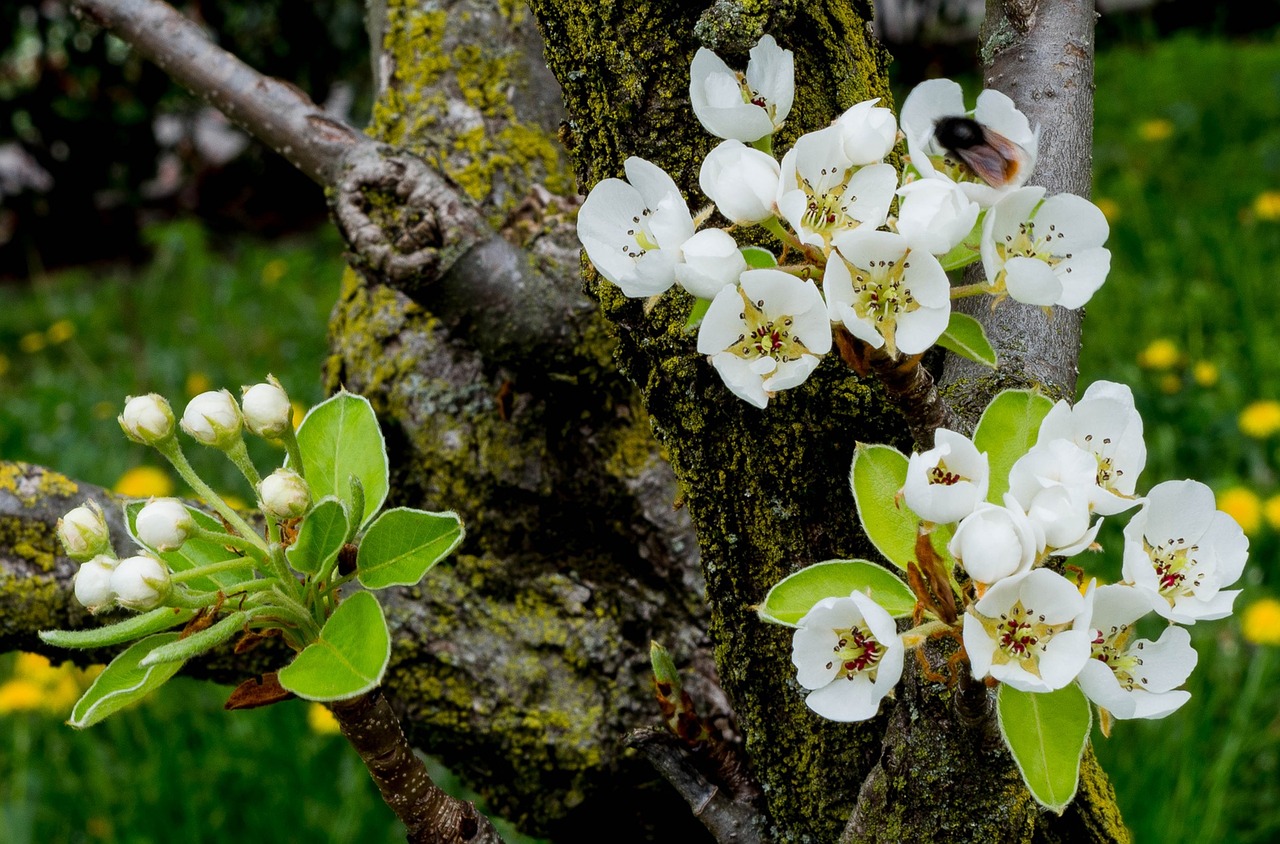 flowers however white free photo