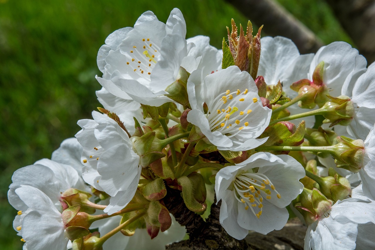 flowers cherry nature free photo