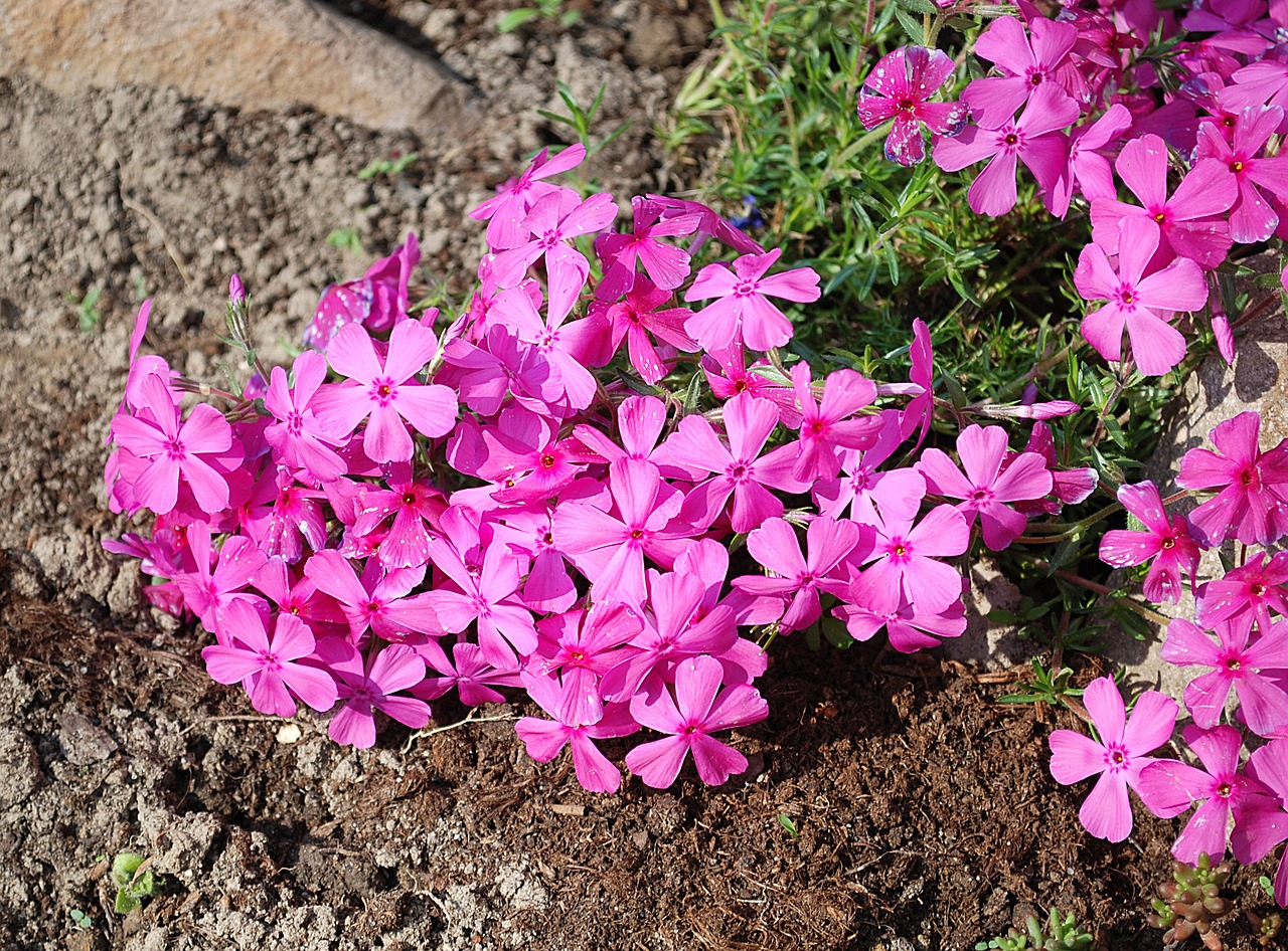 flowers spring pink free photo
