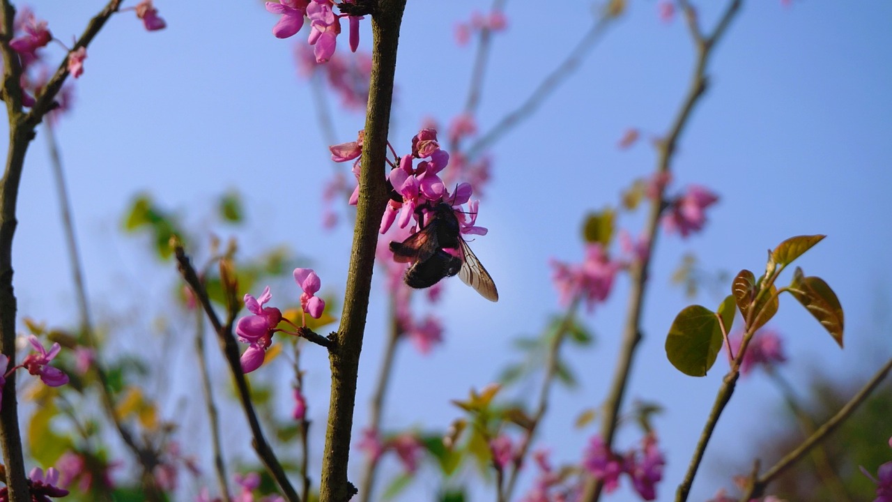 flowers bee the scenery free photo