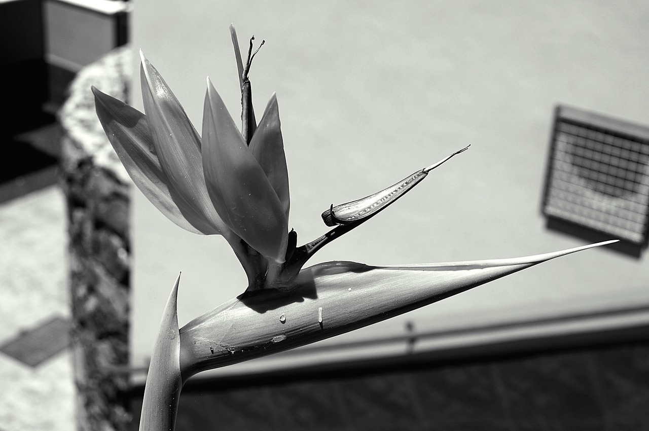 flowers black and white photo nature free photo