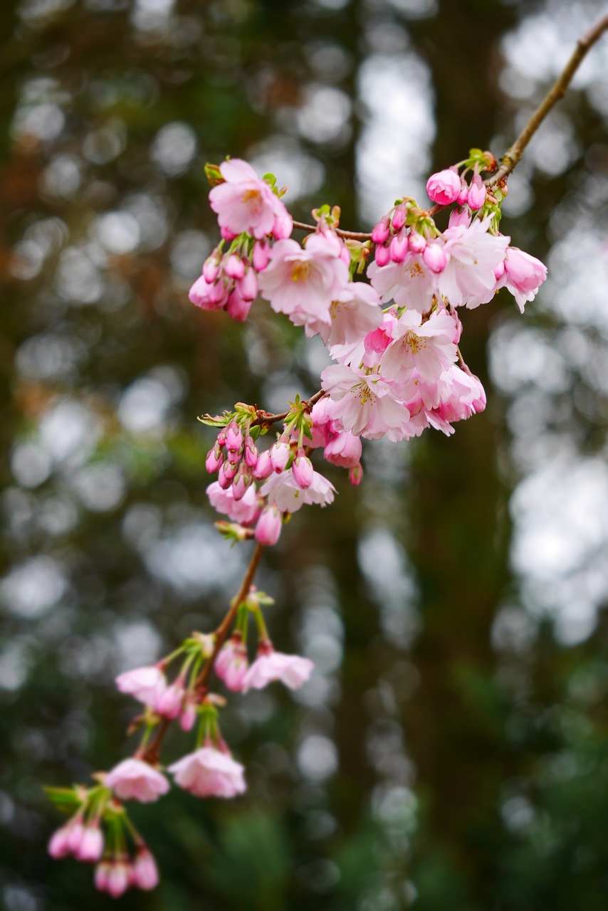 flowers bloom nature free photo