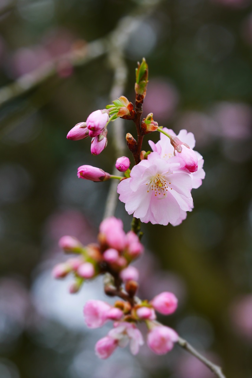 flowers bloom nature free photo