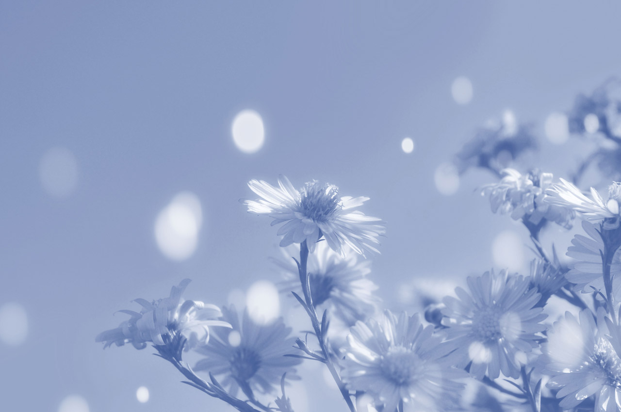 flowers wallpaper blue free photo