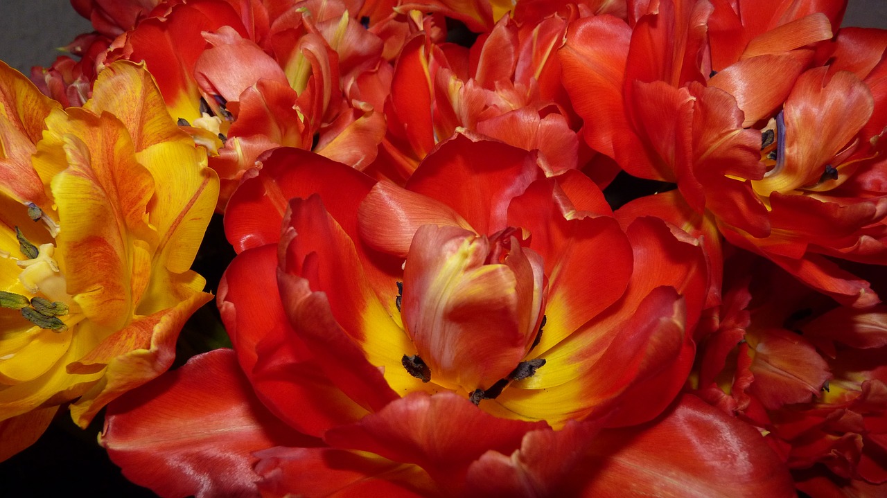 flowers tulips red free photo