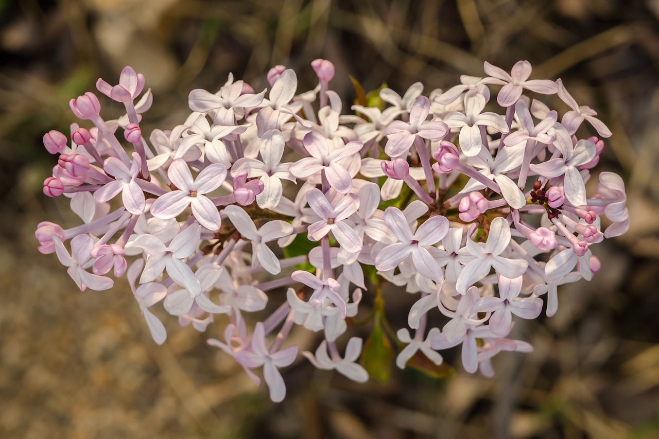 flowers nature spring free photo