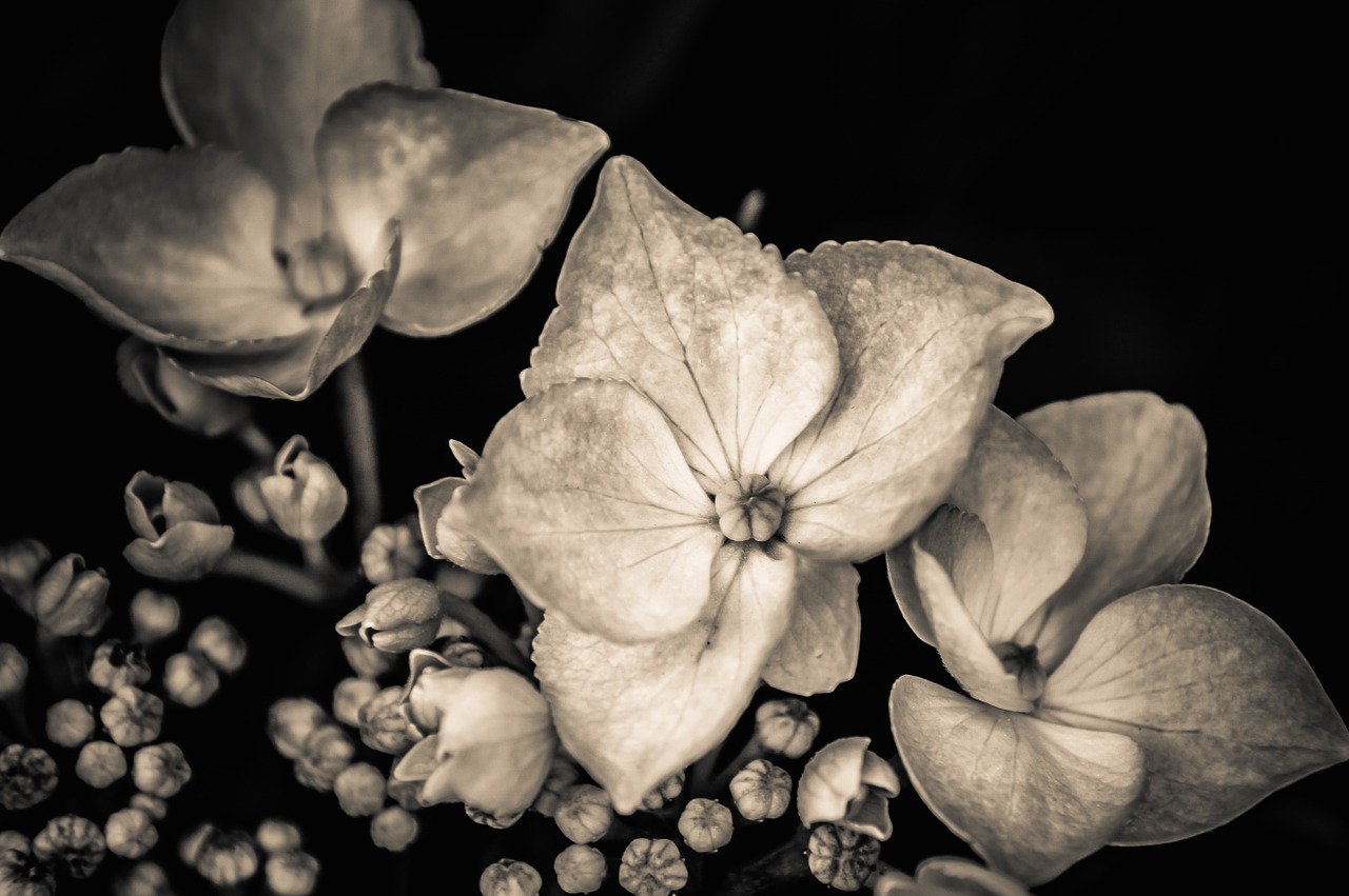 flowers sw black white free photo