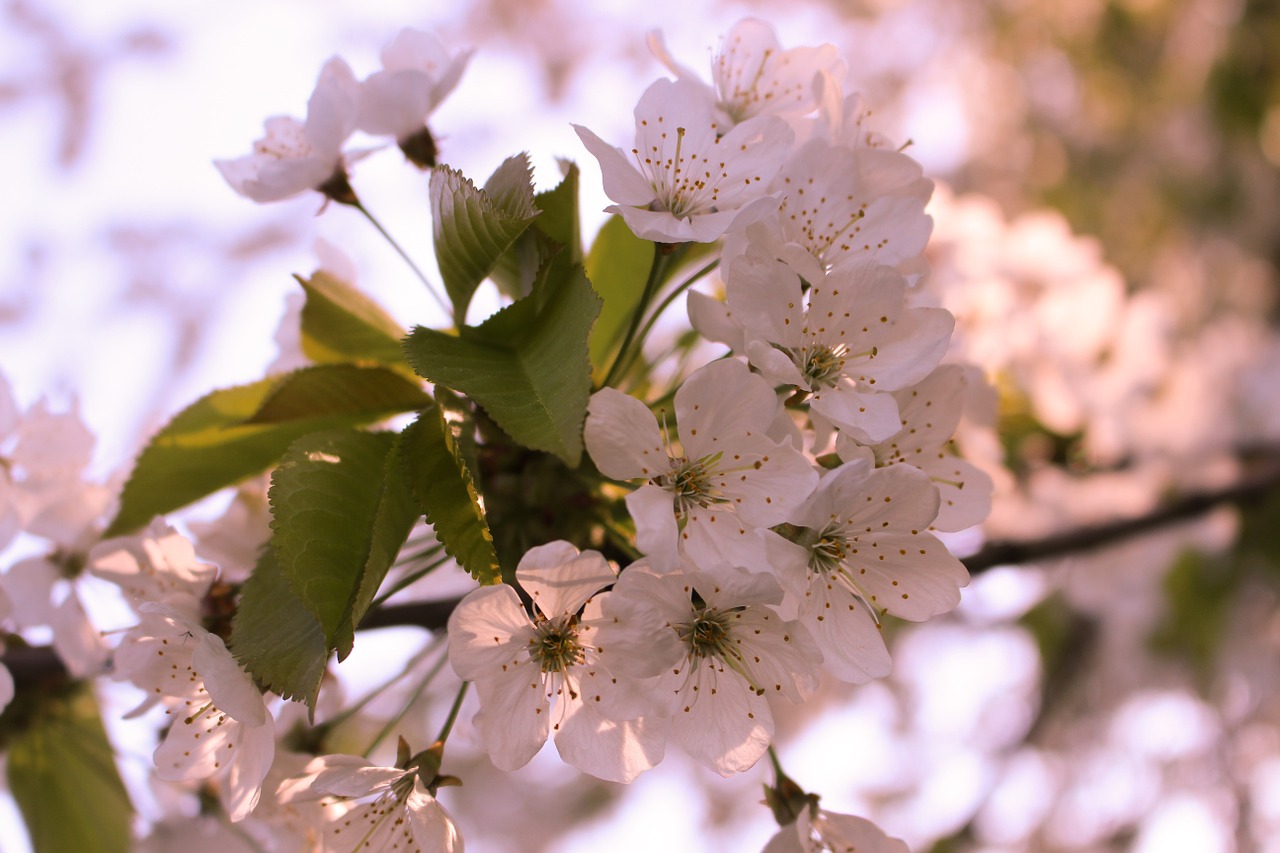 flowers spring cherryblossom free photo