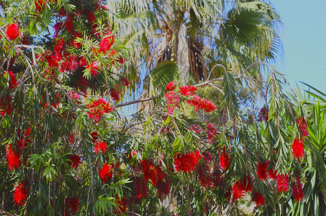 flowers garden nature free photo