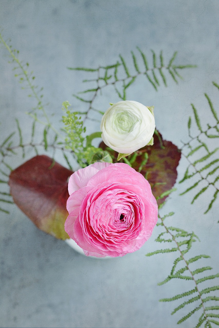 flowers ranunculus white free photo