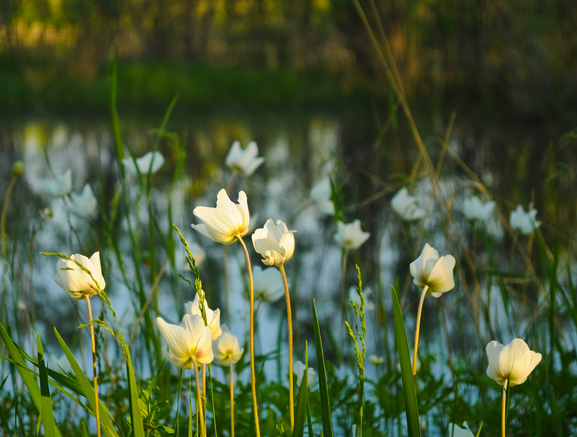 forest flowers plants free photo