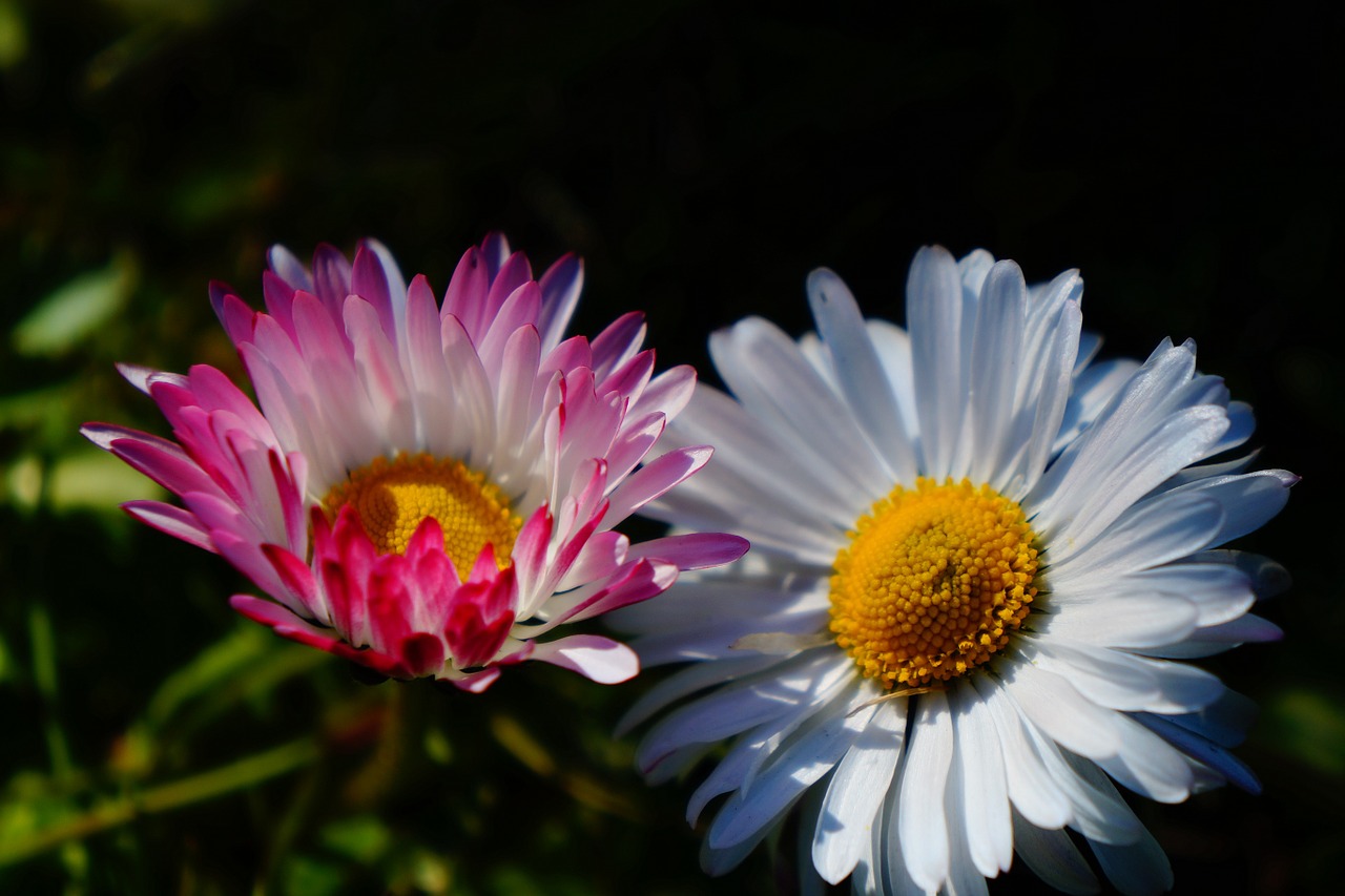 flowers plants daisies free photo