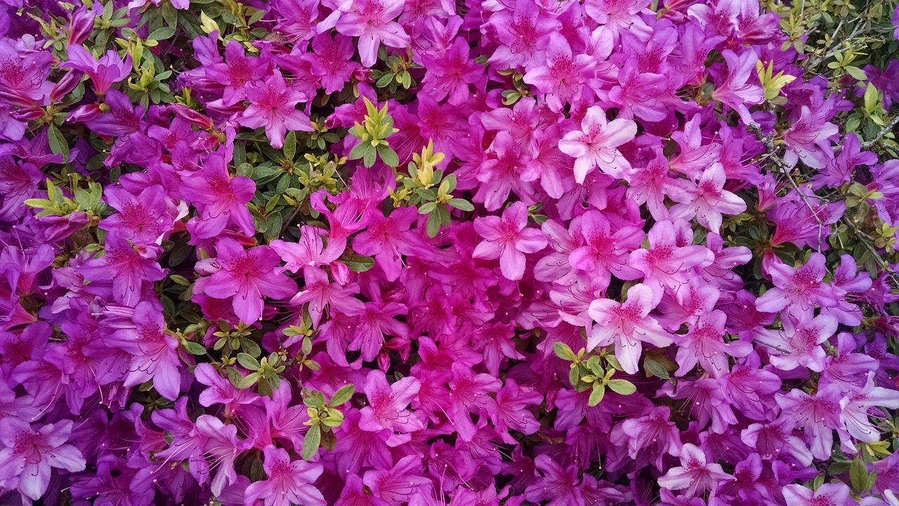 flowers azaleas violet free photo